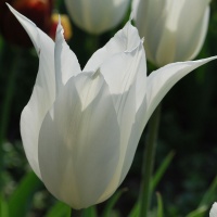 Tulipa 'White Triumphator' AGM