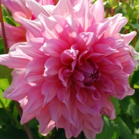 Dahlia 'Otto's Thrill' AGM