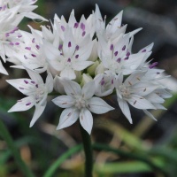 Allium amplectens 'Graceful Beauty'