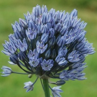 Allium caesium AGM