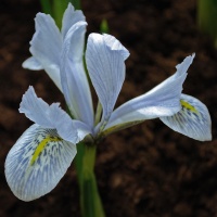 Iris reticulata 'Sheila Ann Germaney'