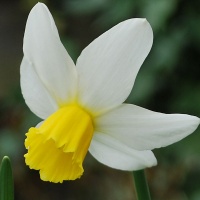 Narcissus 'Jack Snipe' AGM