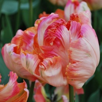 Tulipa 'Apricot Parrot'