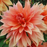 Dahlia 'Babylon Brons'