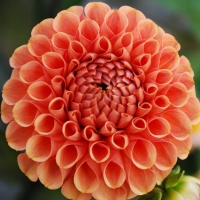 Dahlia 'Sylvia' ('Maren') AGM