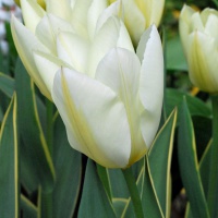 Tulipa 'Purissima Design'