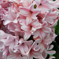 Hyacinth 'Apricot Passion'
