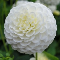 Dahlia 'White Aster'