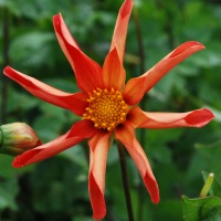 Dahlia 'Honka Orange'