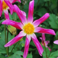 Dahlia 'Honka Roze' (Dahlia 'Honka Pink')