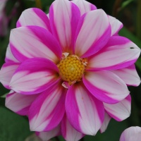 Dahlia 'Priceless Pink'