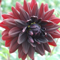 Dahlia 'Sam Hopkins'