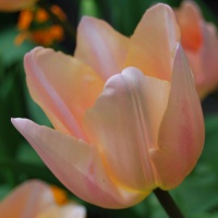 Tulipa 'Apricot Beauty' AGM