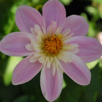 Dahlia 'Famoso'