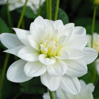 Dahlia 'White Onesta'