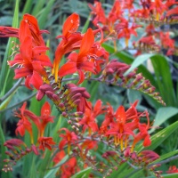 Crocosmia Lucifer AGM