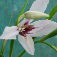 Gladiolus callianthus murielae