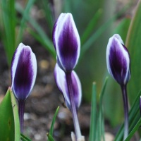 Crocus 'Ladykiller'