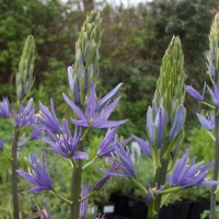 Camassia leichtlinii caerulea