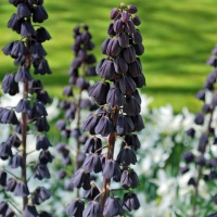 Fritillaria persica