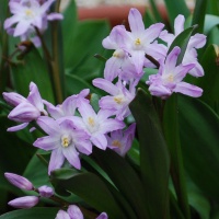 Chionodoxa forbesii ‘Pink Giant’ (scilla forbesii 'Pink Giant)