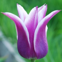 Tulipa 'Ballade AGM
