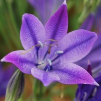 Triteleia 'Corinna'