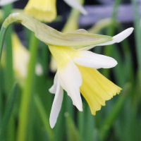 Narcissus 'Elka' AGM