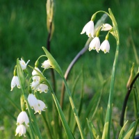 Leucojum aestivum 'Gravetye Giant'