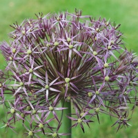 Allium cristophii AGM