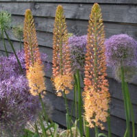 Eremurus 'Cleopatra'