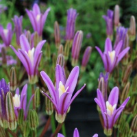 Brodiaea