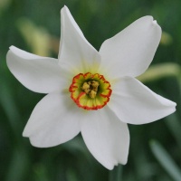 Narcissus poeticus var. recurvus AGM (Pheasant’s Eye)