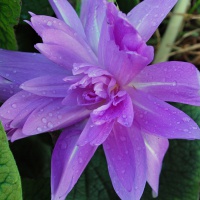 Colchicum ‘Waterlily’