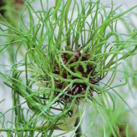 Allium vineale ‘Hair’