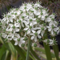 Allium nigrum