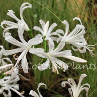 Nerine bowdenii alba