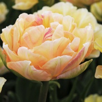 Tulipa 'Charming Lady'