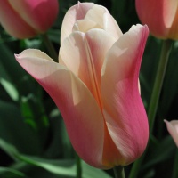 Tulipa 'Sanne'