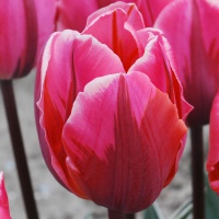 Tulipa 'Pretty Princess'