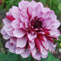 Dahlia 'Crème de Cassis' AGM