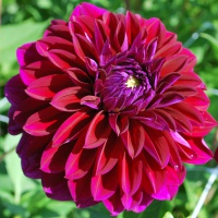 Dahlia 'Diva' (syn. 'Diva US') AGM