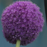 Allium giganteum AGM