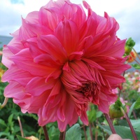 Dahlia 'Islander'