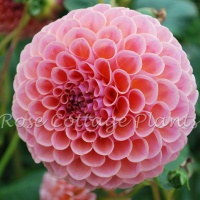 Dahlia 'Jowey Winnie'