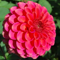 Dahlia 'Zundert Mystery Fox' AGM