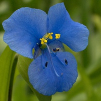 Commelina tuberosa Coelestis Group