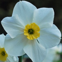 Narcissus 'Lieke'