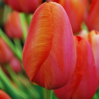 Tulipa 'Avignon'