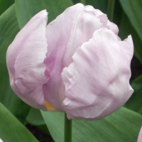 Tulipa 'Candy Prince'